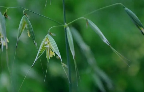 野燕麦的功效与作用是什么